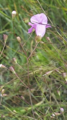 Agalinis filifolia