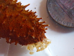 Holothuria inhabilis