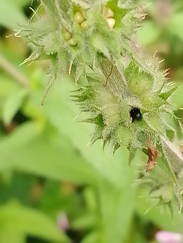 Stachys palustris iNat (1)