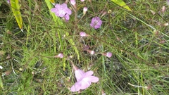 Agalinis filifolia
