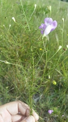 Agalinis filifolia