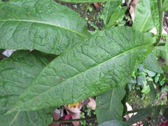 Nicotiana tabacum