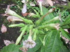 Nicotiana tabacum