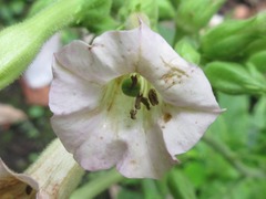 Nicotiana tabacum