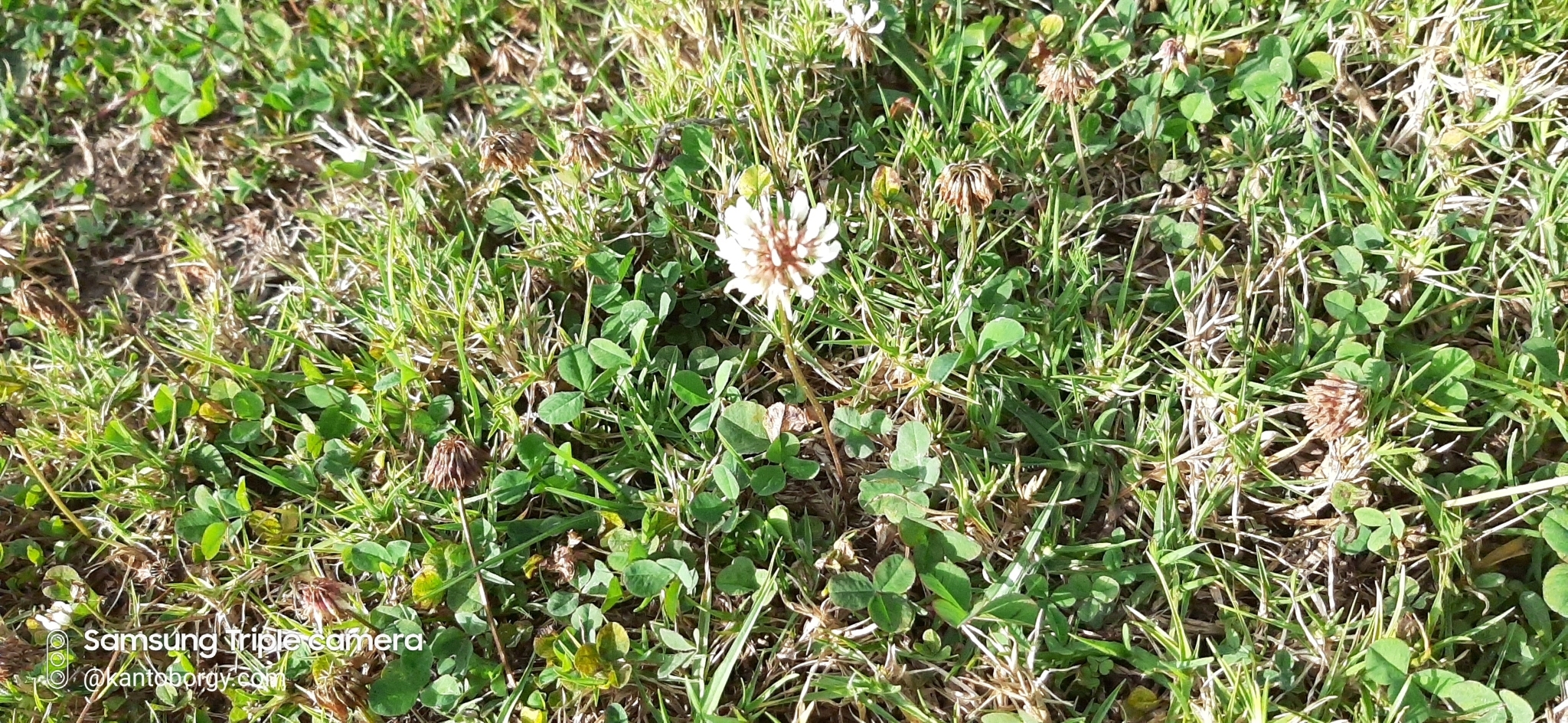 Trifolium repens image