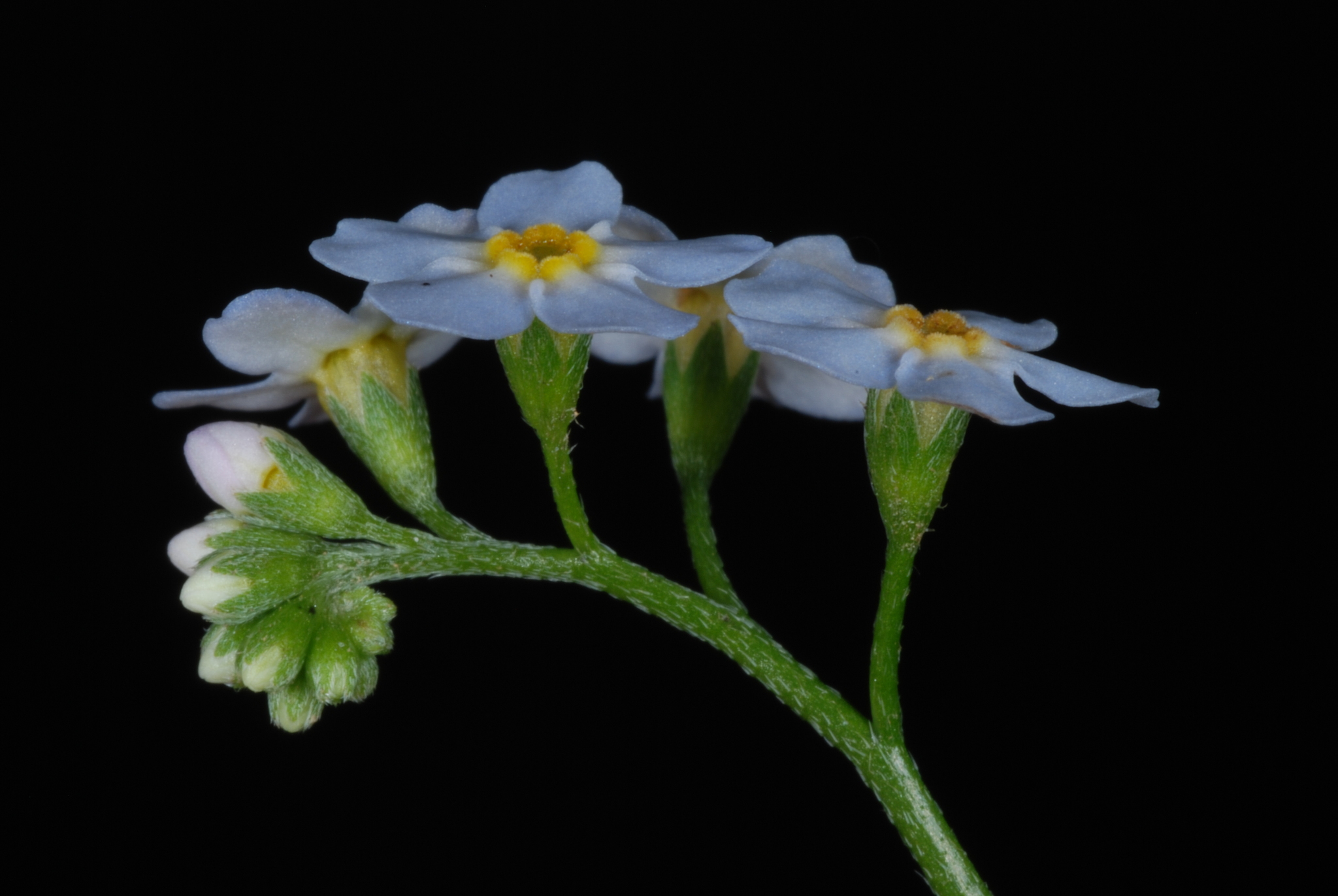 Water Forget Me Not Myosotis Scorpioides Inaturalist