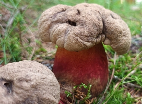 Caloboletus calopus — (c) Markéta Žlebková, some rights reserved (CC BY)