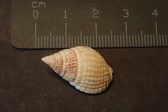 Nassarius crematus