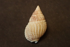 Nassarius crematus
