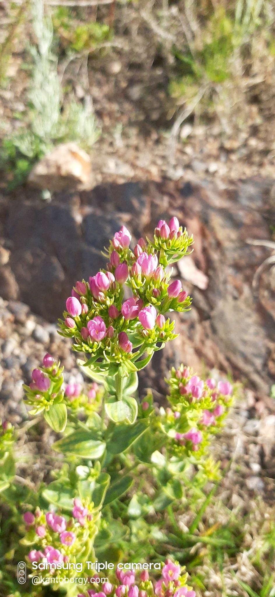 Centaurium image