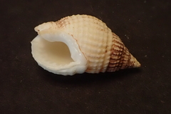 Nassarius crematus
