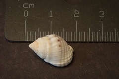 Nassarius venustus