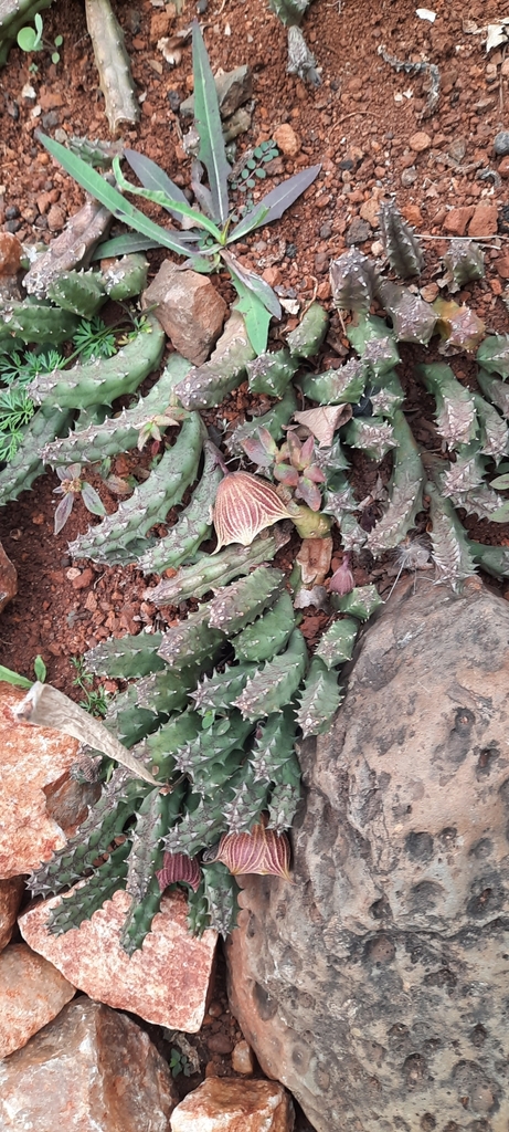 Huernia keniensis