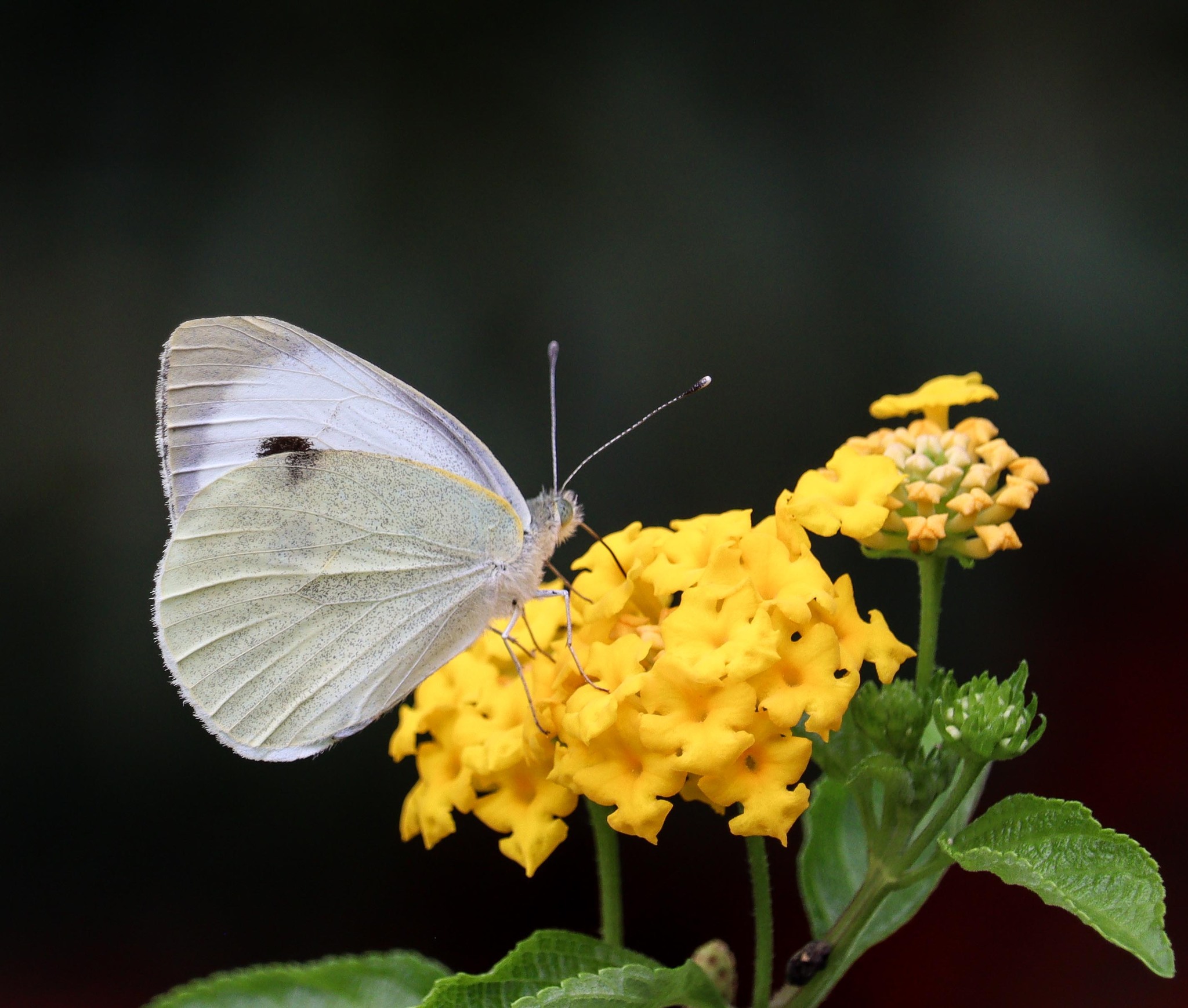 Large Cabbage White