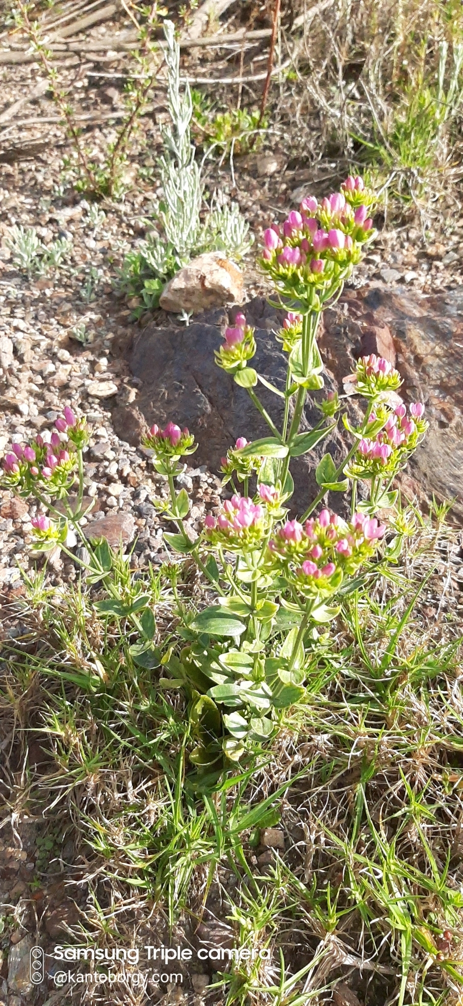 Centaurium erythraea image