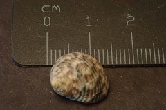 Nerita guamensis