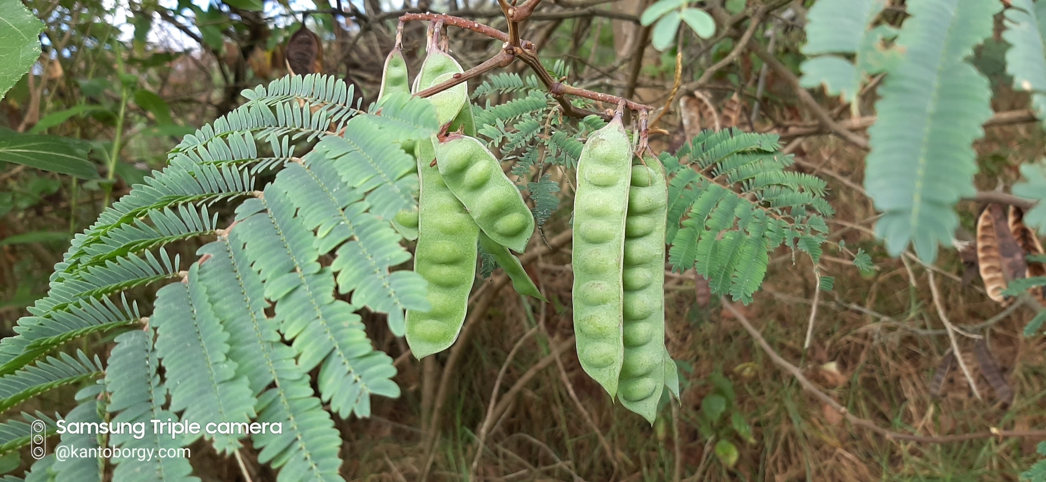 Paraserianthes lophantha image