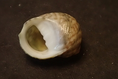 Nerita guamensis