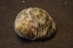 Nerita guamensis