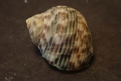 Nerita guamensis