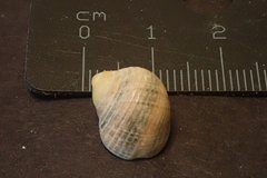 Nerita guamensis