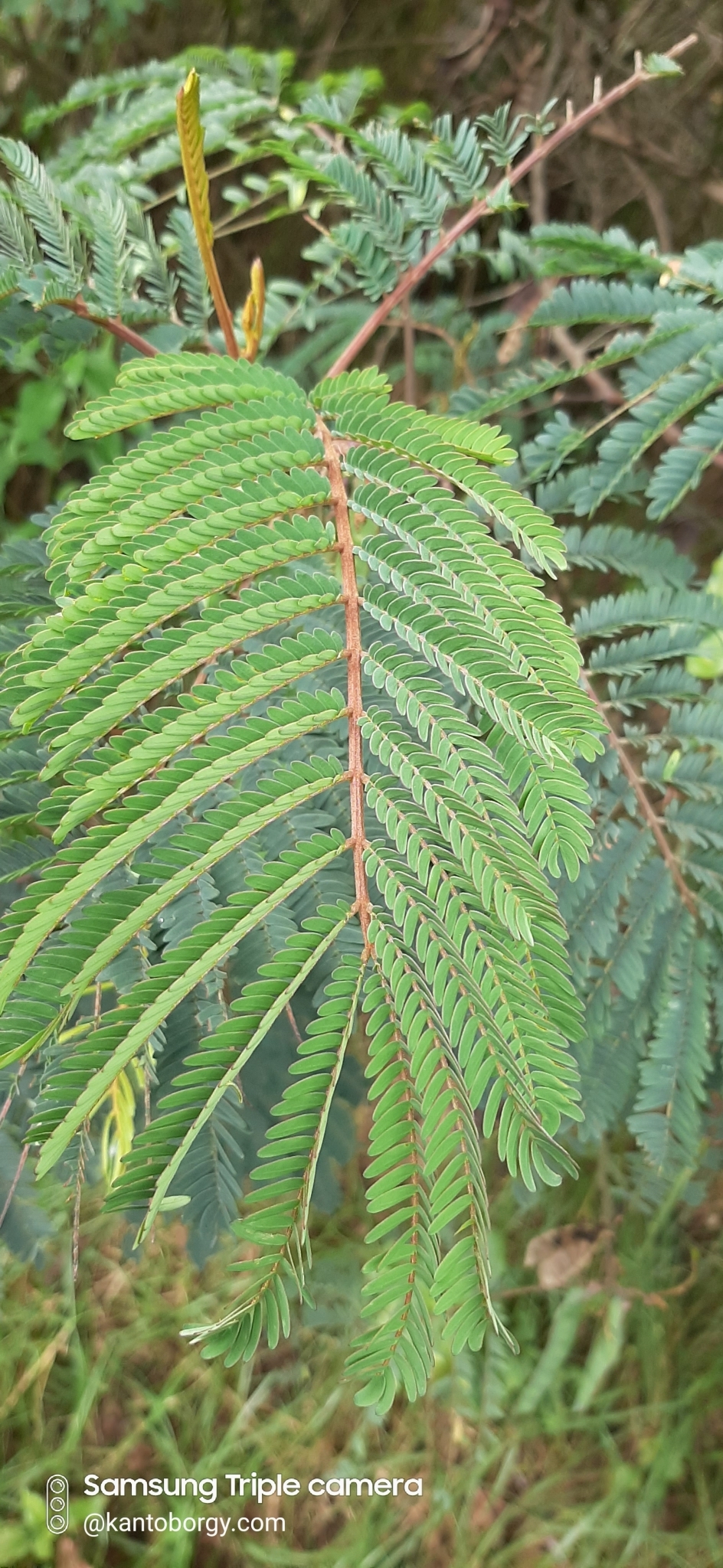 Paraserianthes lophantha image