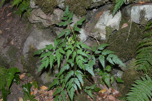 Daucus elegans image