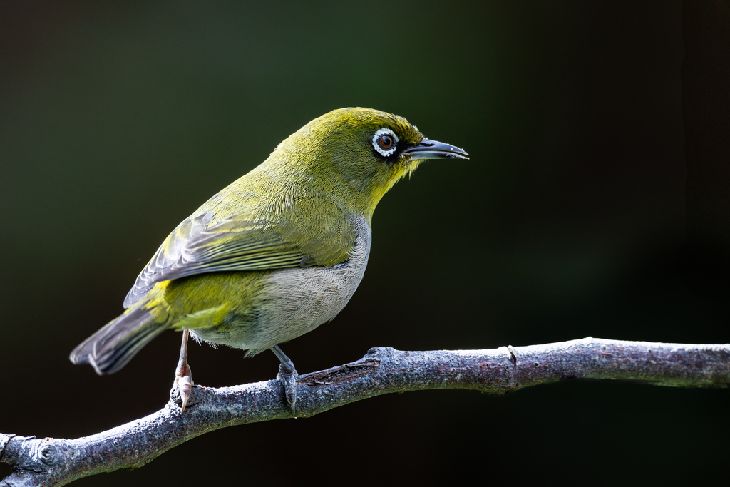 Cape White-eye photo