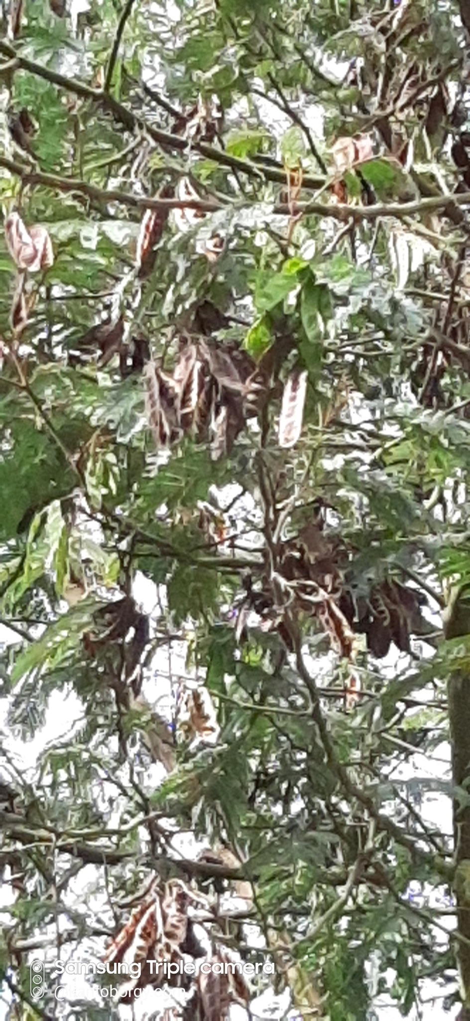 Paraserianthes image