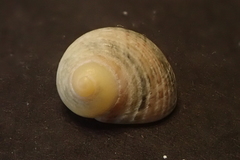 Nerita guamensis