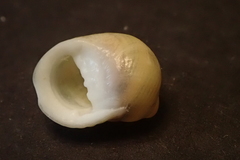Nerita guamensis