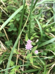 Persicaria runcinata