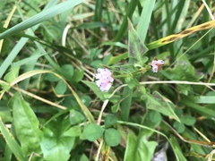 Persicaria runcinata