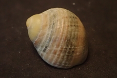 Nerita guamensis
