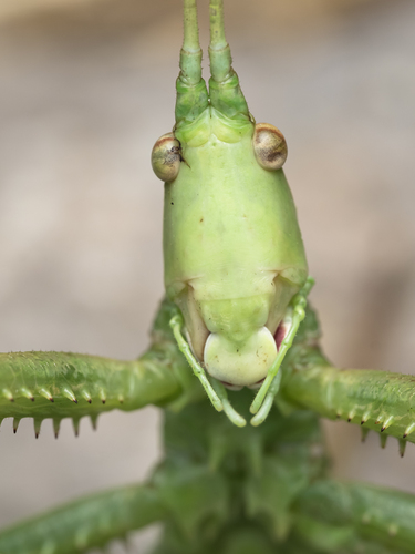 Predatory Bush-cricket