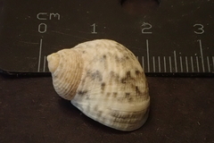 Nerita guamensis