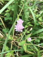 Persicaria runcinata