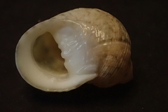 Nerita guamensis