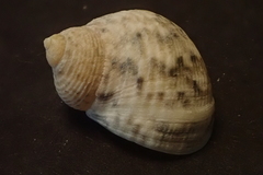 Nerita guamensis