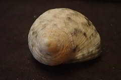 Nerita guamensis