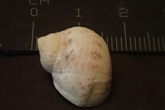 Nerita guamensis