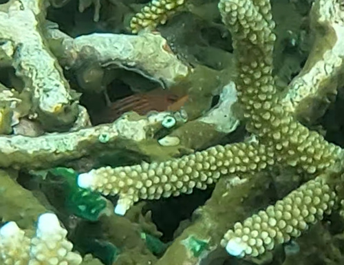 Sixline Wrasse (Pseudocheilinus hexataenia)