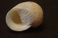 Nerita guamensis