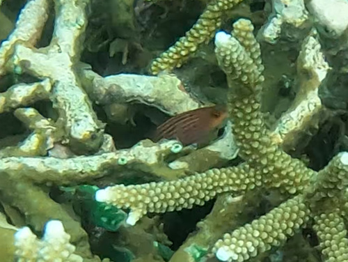 Sixline Wrasse (Pseudocheilinus hexataenia)