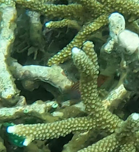 Sixline Wrasse (Pseudocheilinus hexataenia)