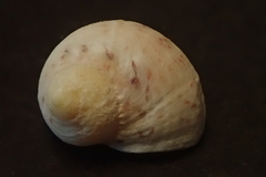 Nerita guamensis