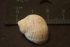 Nerita guamensis