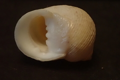 Nerita guamensis
