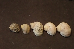 Nerita guamensis