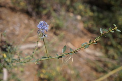 Ceanothus parvifolius